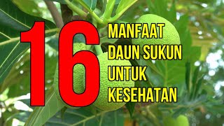 Ma Syaa Allah, Inilah 16 Manfaat Daun Sukun untuk Kesehatan screenshot 5