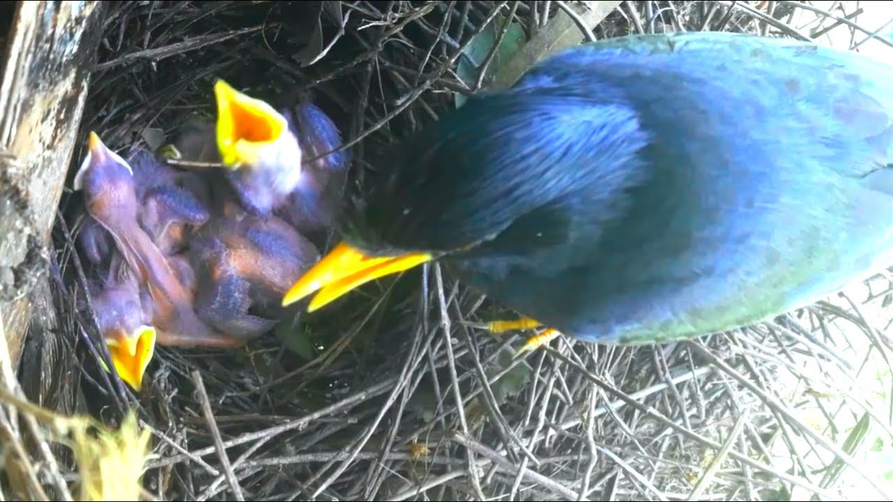 Great myna bird Do not clean the baby on the nest#birds #nature - YouTube