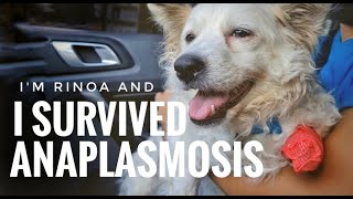 My dog survived Anaplasmosis - How did it start and how much does it cost?