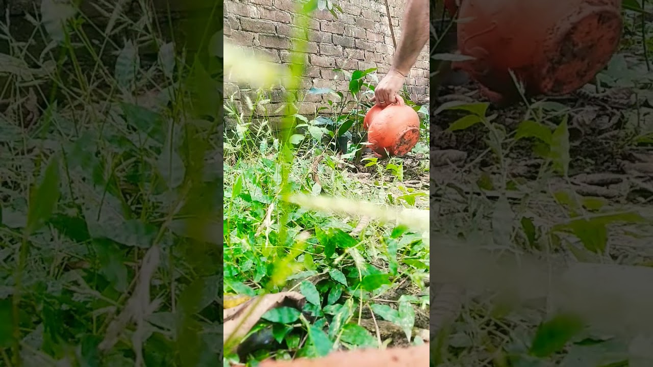 Как посадить рассаду манго, выращенную из горшка для пересадки семян, в землю 