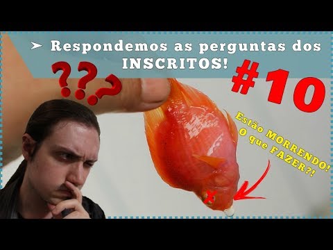 Vídeo: Por Que Os Peixes Morrem Em Um Aquário