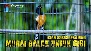 ISIAN PANJANG PANJANG murai balak unjuk gigi | SHAMA BIRD