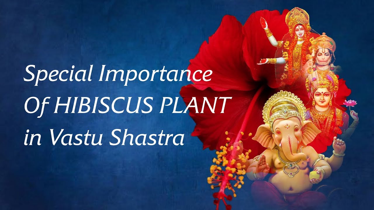 IMPORTANCE OF HIBISCUS PLANT IN VASTU SHASTRA vastushastra vastu hibiscus vastutips gudhal