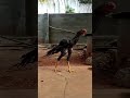 Parrot Beak Aseel Breed Subscribe