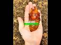 Meet the Strongest Creature on Earth! 🪲💪 ​#HerculesBeetle #Nature #Wildlife
