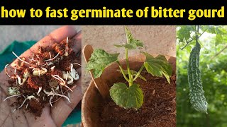 how to fast germinate of bitter gourd