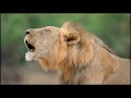 Two lion prides  who will come out on top  national geograhpic documentary