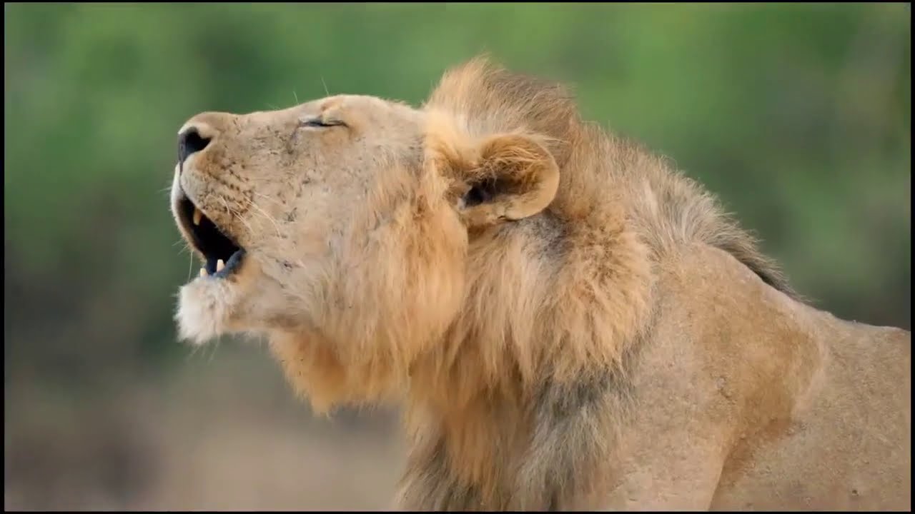 Two Lion Prides Who Will Come Out On Top National Geograhpic Two Lion Prides Who Will Come Out On Top National Geograhpic