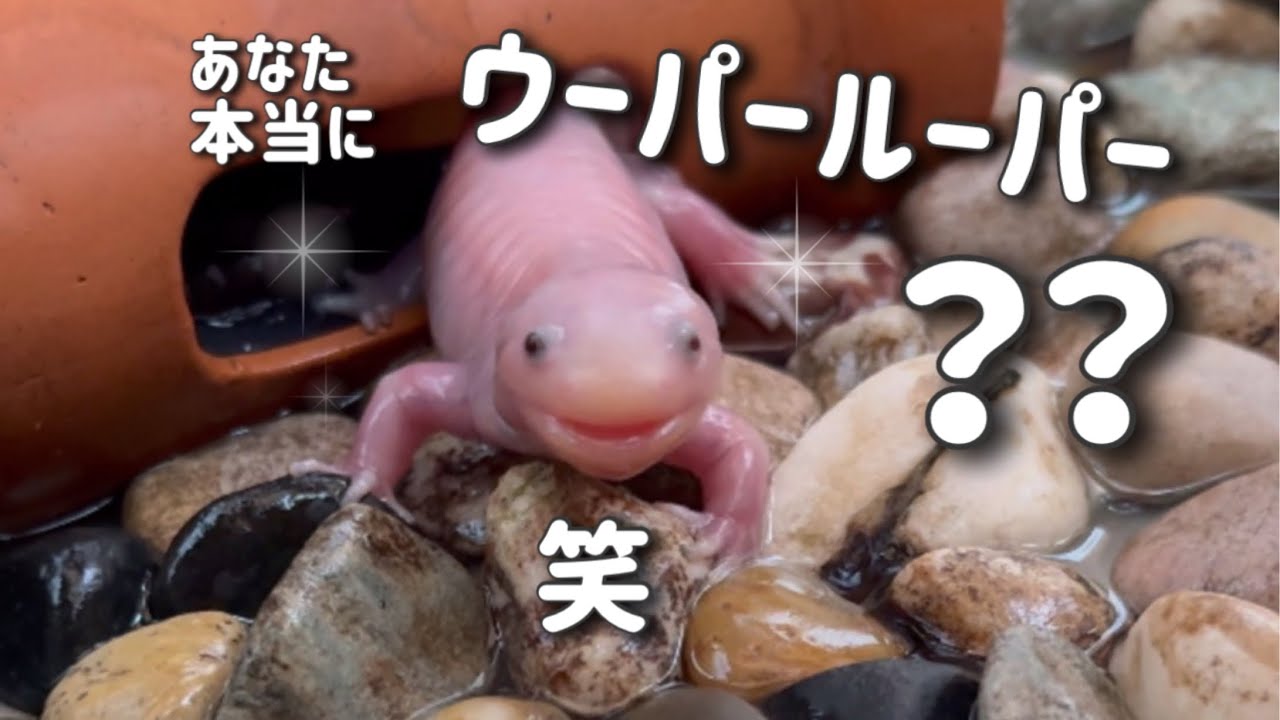 閲覧注意⚠️上陸したウーパールーパー【手のりウーパールーパー】食事 