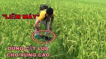 Chiếc “liềm máy” này có thể dùng cắt lúa cho vùng cao.|hotline: 0966 365 988
