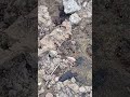 ACTIVE ANTS | 🐜🐜🐜🐜🐜🐜 |  #ants #nature #shorts #undergroundhouse #all #दौड़ #चींटी #shortsfeed
