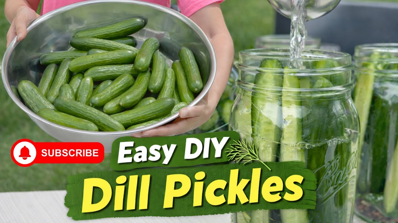Easy DIY Dill Pickles