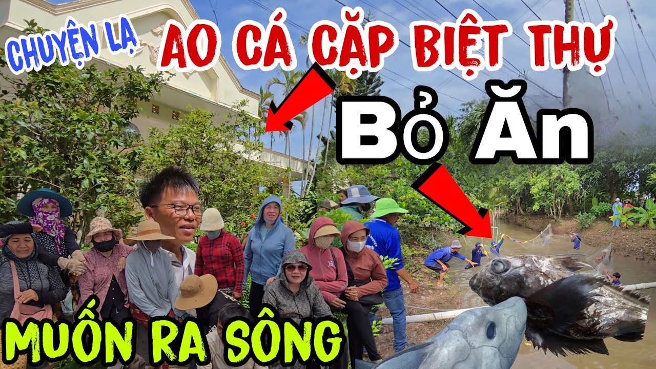 Chuyện lạ - Ao Cá Cặp Biệt Thự 👉 Bỏ Ăn Muốn Ra Sông ( Tại Đồng Tháp | Châu Phú Area 51 Thiên Cấm Sơn