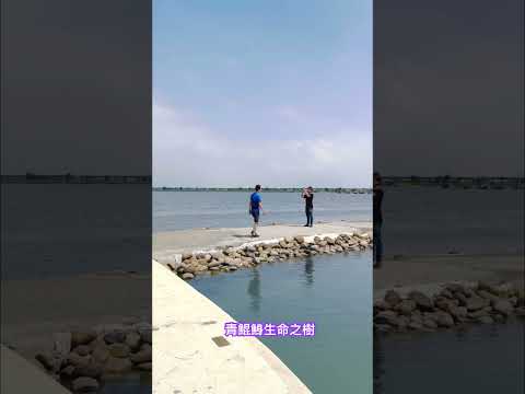 台南最美的海上藝術：台南將軍區青鯤鯓生命之樹Tree of Life裝置藝術。象徵著生命並非孤立，而是與自然、宇宙、祖先和靈性相連結的整體網絡。中間一條筆直通向大海的步道，宛如朝聖之路。#生命之樹