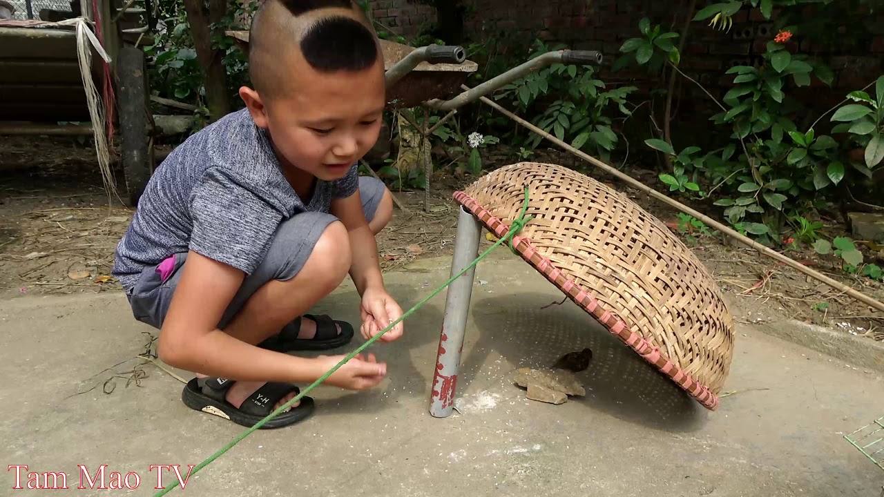 Chim Sẻ Nướng Mắm - Mao Đệ Bẫy Chim Bằng Rổ Xảo Và Cái Kết Không Thể Tin Được