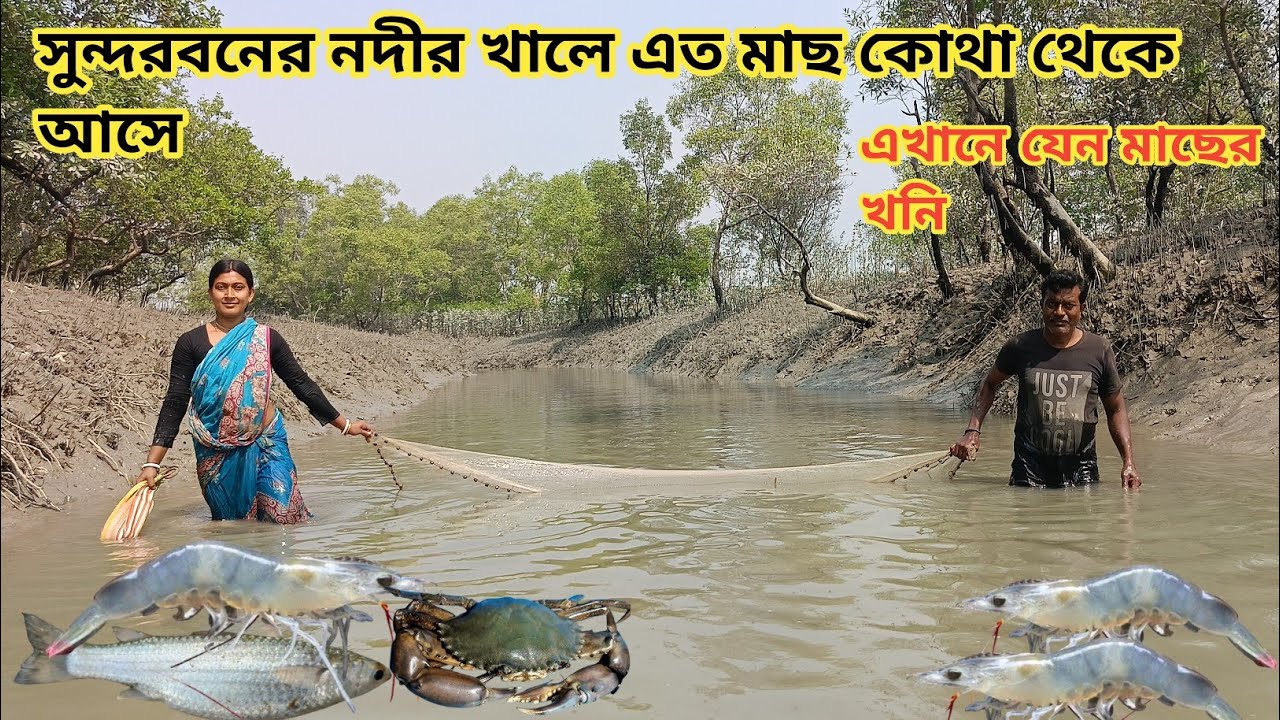 সুন্দরবনের এই নদীর খালে যেন মাছের বন্যা, এত মাছ কোথা থেকে আসে ll Nandita Sundarban life 