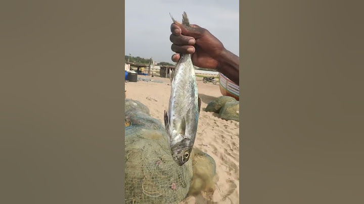 மீன்களில் மிகச் சுவையான மீன்| A tasty fish