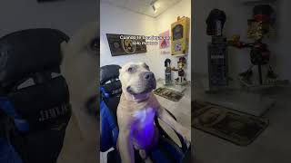 Envíaselo a tus mancos favoritos 🐶🧐🤣 #vikingo606