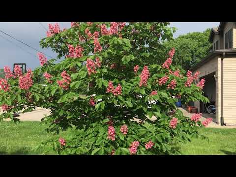 Aesculus x carnea