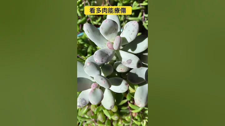 多肉療傷！它的美不是時時刻刻，只是在寒冬與初春，珍惜此刻多看兩眼！#garden #succulents #shorts - 天天要聞