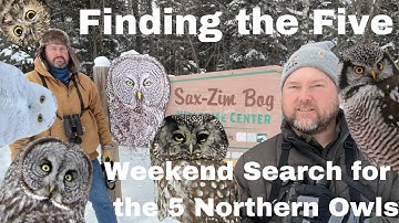 Finding the Five Northern Owls - Sax-Zim Bog, Minnesota
