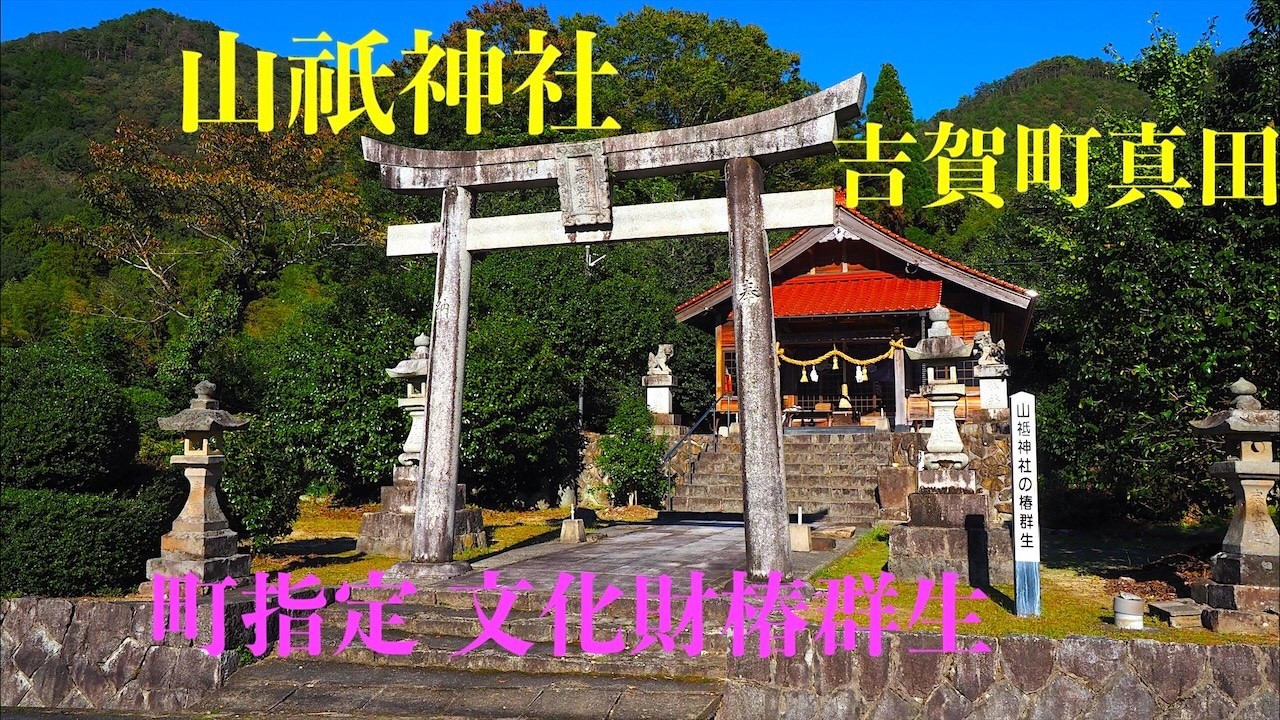 吉賀　山祇神社（山祇神社 椿群生地　吉賀町指定文化財）鹿足郡吉賀町真田