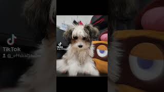 Living puppet 🐾🐶 Oreo