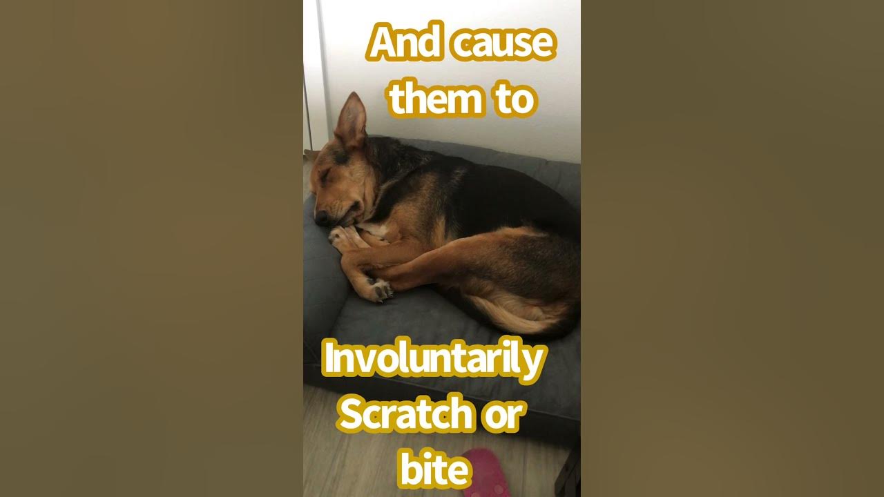 why-does-my-dog-twitch-when-he-sleeps-dog-justdixie-youtube
