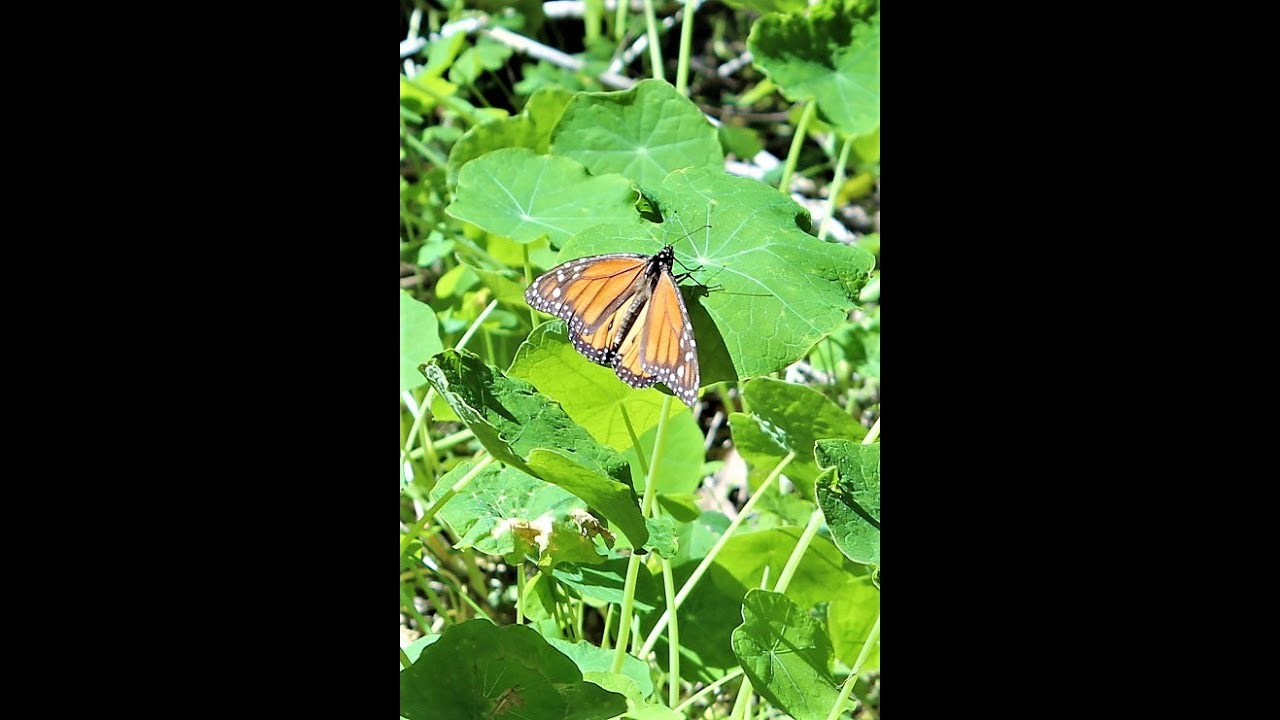 What to do in Goleta - Monarch Butterflies and a Railroad