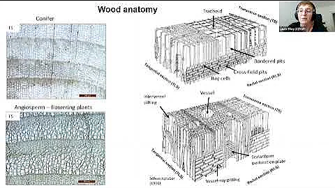 Forests and Climates of Antarctica: Signals From F...