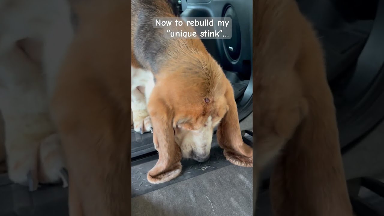 Does He Smell Better Mom Lifewithdogs