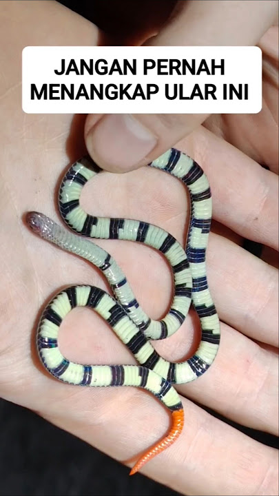 small chili snake #shorts