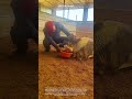 Ostrich Egg Collection : A Farmer Uses A Bowl To Catch A Fresh Egg From A Resting Ostrich
