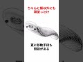ただの毛のかたまり「オドントグリフス」【2ch動物スレ】【なんj】 #生き物 #2ch #動物 #2ch面白いスレ
