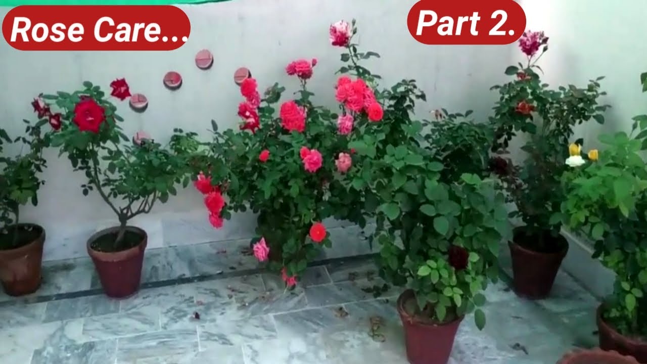 How to Grow Rose Plant/ ಗೊಂಚಲು ಗೊಂಚಲು ಗುಲಾಬಿ ಹೂವು ಬೇಕಾದ್ರೆ ಹೀಗೆ ಮಾಡಿ