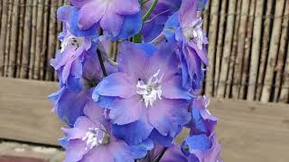 Hello from Horticulture: Delphinium 'Guardian Early Blue'