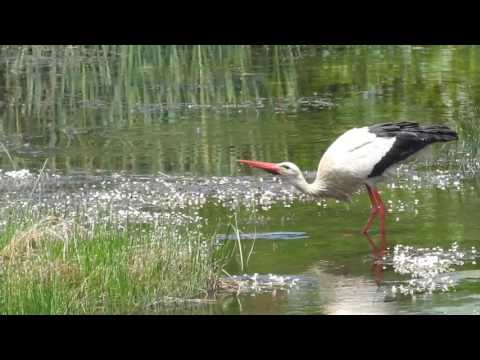 Stork vs frog 1-0