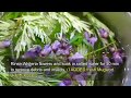 How to make vegan wisteria tempura  forager japan cooking