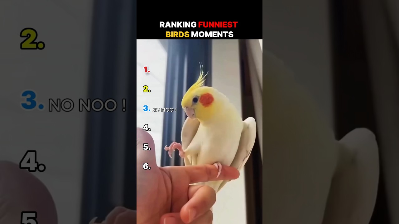 Ranking The Funniest Birds Moments #birds #moments #funny