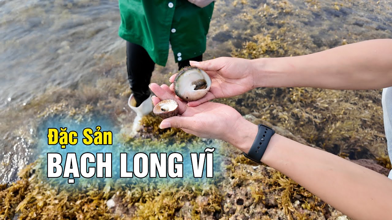 Hoa mắt hải sản ở bãi đá BẠCH LONG VĨ