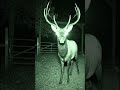 Giant in the Shadows: Elk Caught on CCTV Near National Park GateDate: April 16, 2026Time: 11:42 PM