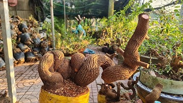 Phôi me chua quái đẹp giao lưu ngày 30/11 | Trí 0363579057