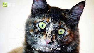 什么是玳瑁猫猫咪的颜色是由什么决定的 What is tortoiseshell cat?What determines the color of the cat?