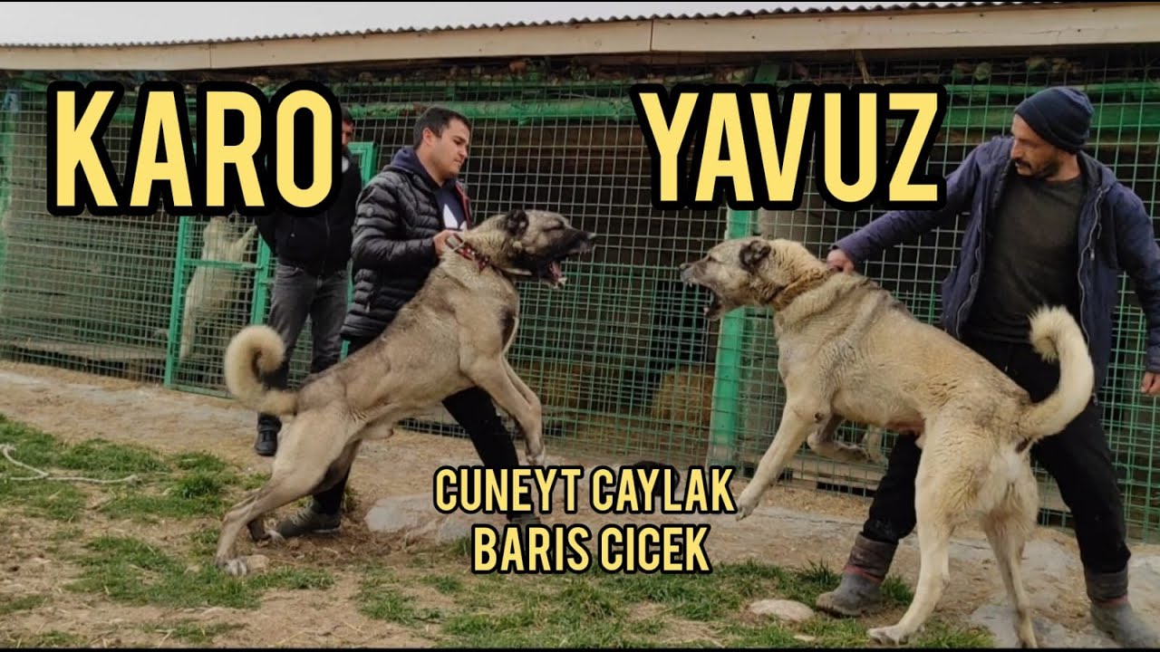 BARIŞ ÇİÇEK'in YAVUZ ve CÜNEYT ÇAYLAK'ın KARO  KARŞI KARŞIYA İKİ EFSANENİN BULUŞMASI