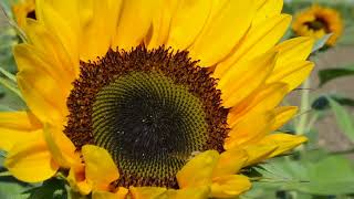 Bee Collect Pollen Sun Flower Collect Pollen No Copyright Video