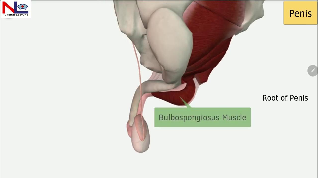 Цензурасыз жапондық массаж порно