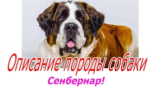 Сенбернар описание породы!