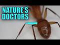 Why These Ants Amputate Legs (It's Biochemistry)