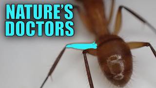 Why These Ants Amputate Legs (Its Biochemistry)