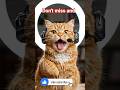 This Cute Cat Wants Your Support 😺🔔 #FunnyCat #CuteCat #SubscribeNow #ViralShorts #TalkingCat